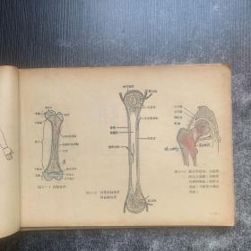 人体解剖学图谱（上下）