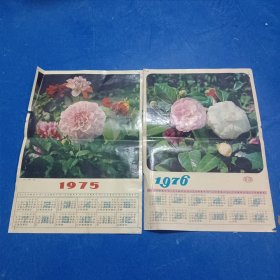 1975，76花卉年历画2张合售（大理花.茶花）