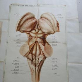 人体解剖挂图：神经系统（脑干背面观）
