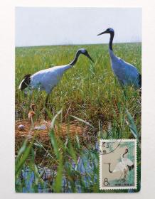 特48（3-1）《丹顶鹤》邮票极限片1枚，片源：齐齐哈尔邮电局摄影明信片，销1992年2月26日江西永修风景戳。
