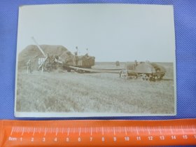 03558 克山 农试 收获 小麦 照片 民国 时期 老照片