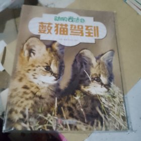 动物奇迹5薮猫驾到