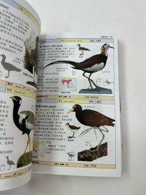 鸟：全世界800多种鸟的彩色图鉴