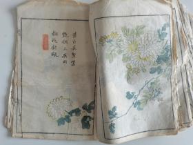 嘉庆五年金陵芥子园重镌本 芥子园画传二集 菊谱 一册 彩色套印连页版画19幅