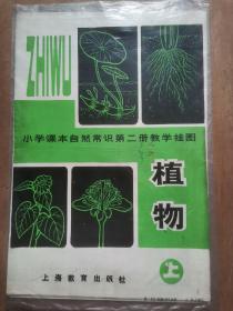 小学课本自然常识第二册教学挂图 上 植物（5张）缺一张（图6）