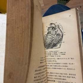 高等学校教学用书：人体解剖学（精装） 【1957年一版一印】
