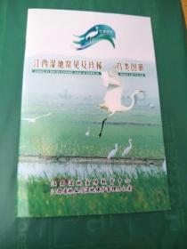 江西湿地常见及珍惜鸟类图册/