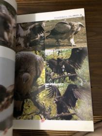 动物摄影图片资料书籍 鹰篇 画家摄影家美术创作资料用书