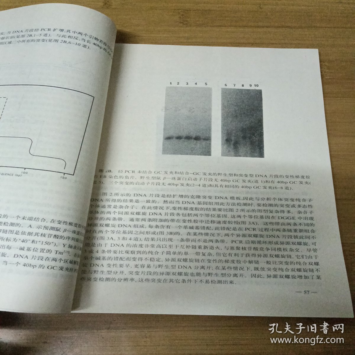 PCR 技术