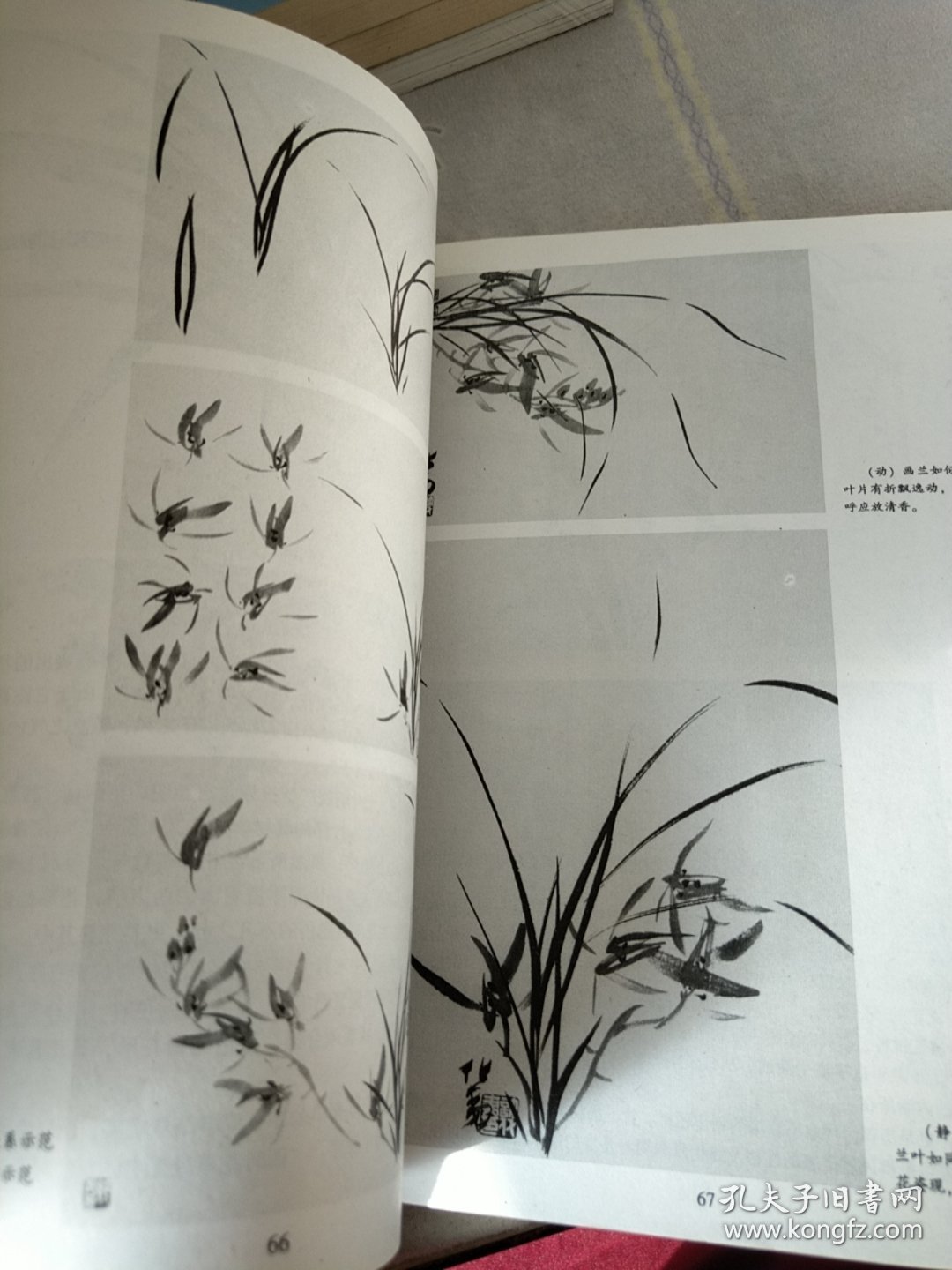 国画 花草鱼虫 飞禽走兽 绘画技法大全