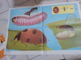老画家林楚先绘的初中生物教学挂图：天敌昆虫（此为对开挂图，宽77厘米，高53厘米；含4幅小图，分别展示七星瓢虫、金小蜂、赤眼蜂、三种昆虫间身体大小的比例）、、