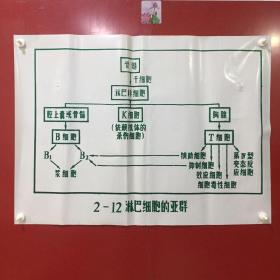 印刷品-医学教学图谱挂图（塑料）——2-12 淋巴细胞的亚群【45】折痕、破损