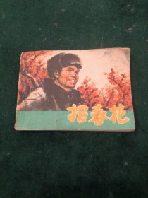 报春花