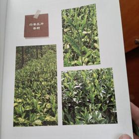 中国茶品鉴图典：220种标准茶样鉴赏与购买指南
