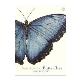 Sensational Butterflies 蝴蝶 蝴蝶和飞蛾手绘百科 自然插画师本·罗瑟里 精装