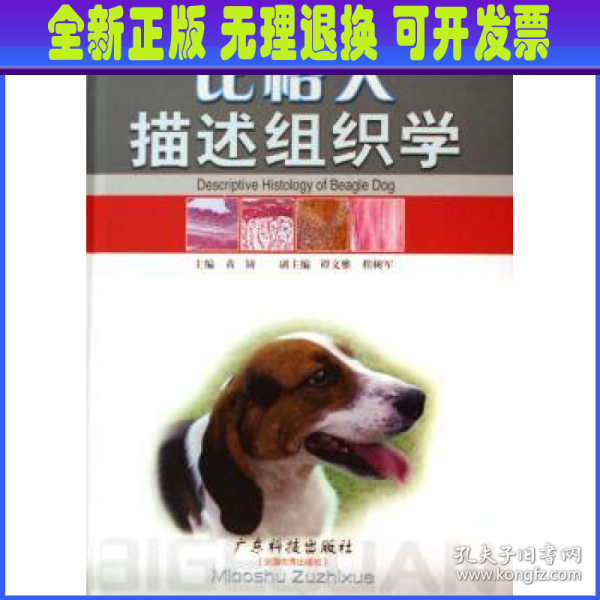 比格犬描述组织学