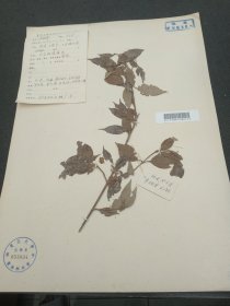 复旦大学生物学植物标本，1977年福建省建宁县武调水电站李振宁采集。仅见二株，（40*29cm） 标7