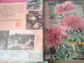 中国花卉盆景1985 10