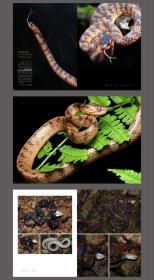 中国蛇类图鉴