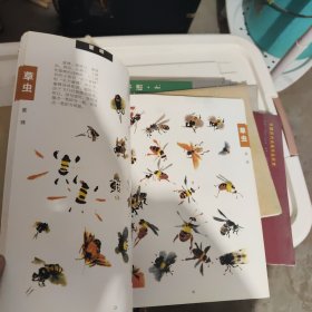 国画训练新编系列：千姿百态画草虫