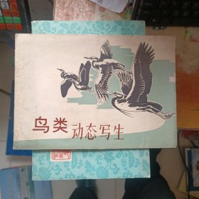 鸟类动态写生