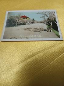 图片：青岛市中山公园樱花落
