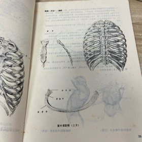 人体的解剖与构成