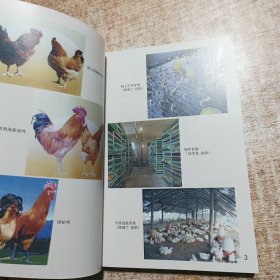 家庭科学养鸡