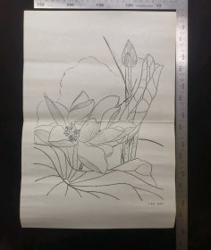 教学挂画:早期荷花线稿图挂画,中间硬折痕,作者俞致贞,37.5×26厘米,gyx22300