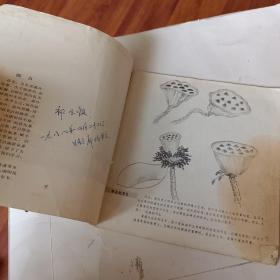 怎样画荷花，龚继先编绘，1987出版