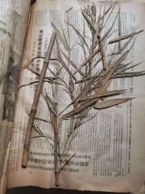 植物标本，无标本台纸.2150528-90