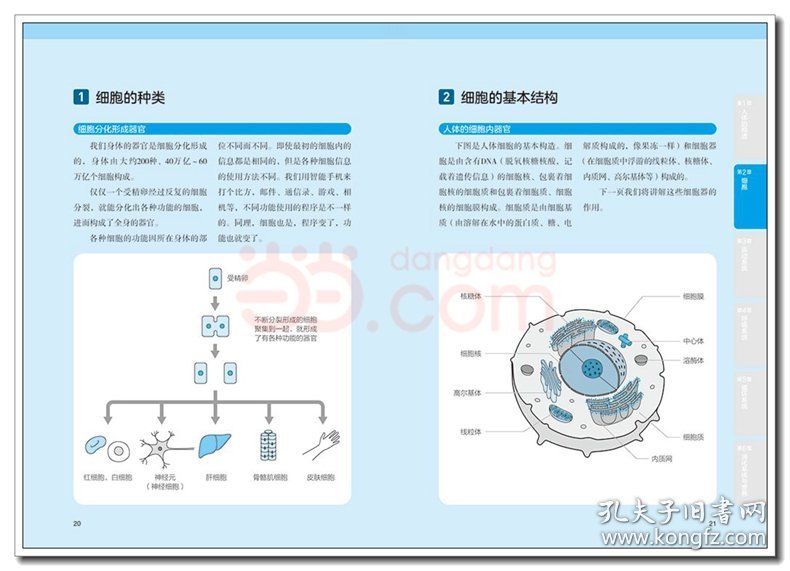 漫画基础医学：读懂解剖生理学 （日）林洋 著；刘芷佚，刘福水，刘乃刚 译 中国轻工业出版社 沿海书店