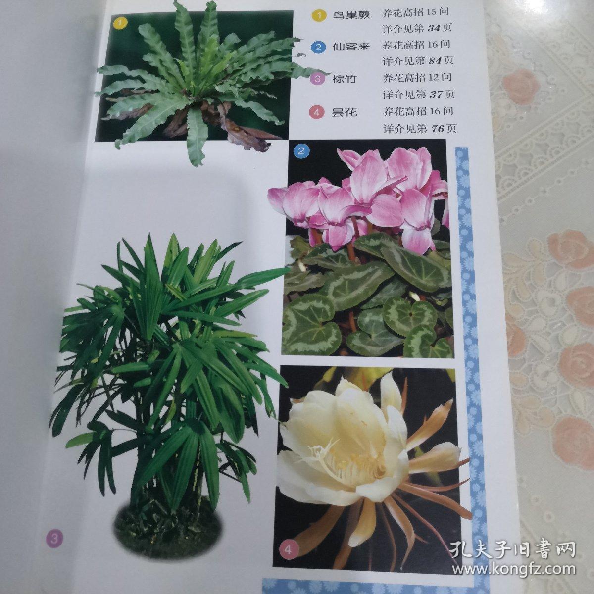 养花高招：花卉养护要领问答