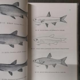 中国鲤科鱼类志·上卷（精装）1964年初版初印，仅印1500册
