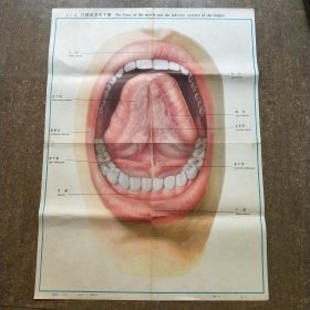人体解剖挂图：Ⅱ——3 口腔底及舌下面