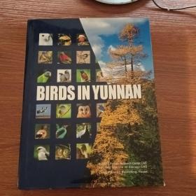 BIRDS IN YUNNAN