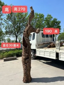 百年雷击老枣木，朽木，尺寸如图，民宿，茶室，茶空间陈设，摆放收藏超值