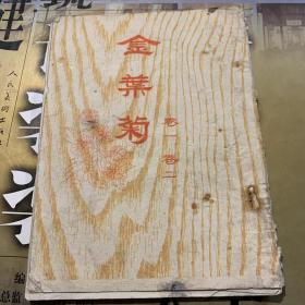 金叶菊