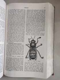 ABC and XYZ of BEE CULTURE 英文原版 1929年 革面精装,封面烫金凹凸印刷，品相较好