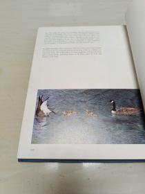 National Audubon Society Book of WILD BIRDS 精装大16开