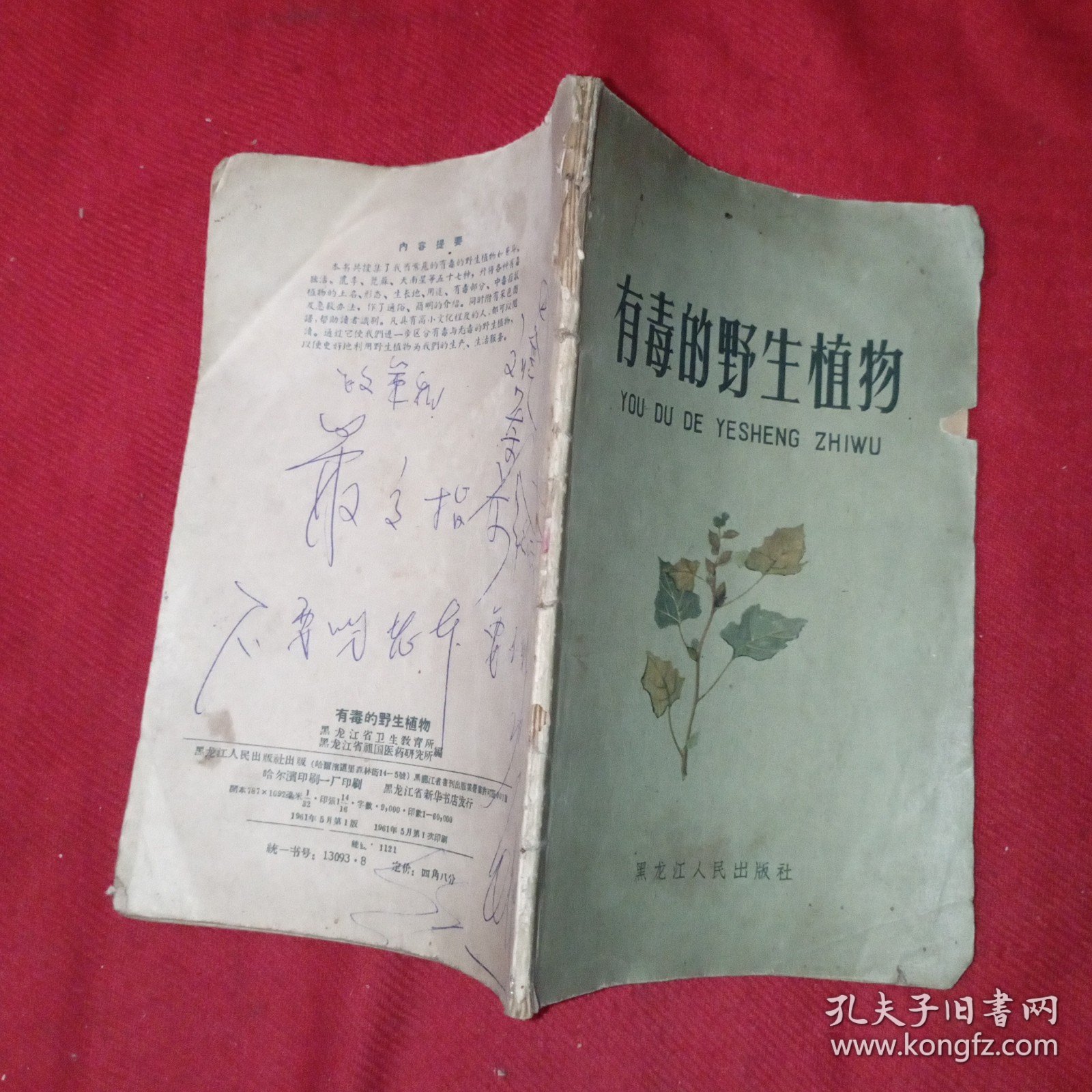 有毒的野生植物