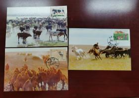 内蒙古包头的黑白花奶牛、野骆驼、草原牧马自制极限片三种