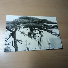 老照片–三个青年在松树下合影