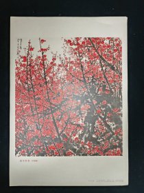 8开宣传画（有版权）-俏不争春（1974年，关山月）