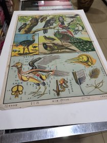 鸟类，对开