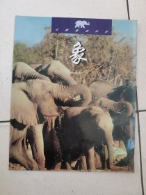 象、大猩猩、灰熊、狼、高鸣鹤、短吻鳄和普通鳄鱼、黑犀牛【七本合售】