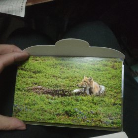 中国珍稀物种系列 藏狐 明信片全12张