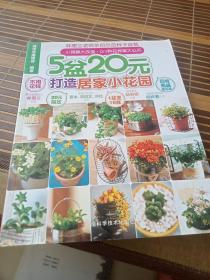 5盆20元打造居家小花園