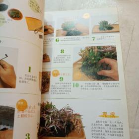 图解组合盆栽制作与观赏