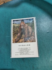 【明信片】武汉自然博物馆-西非低地大猩猩